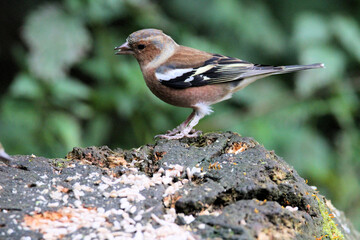 A close up of a Chaffinch