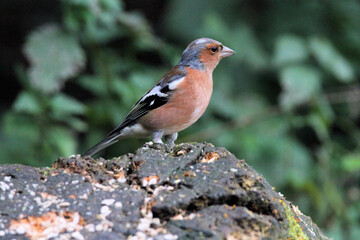 A close up of a Chaffinch