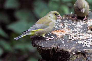 A close up of a Greenfinch