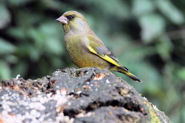 A close up of a Greenfinch