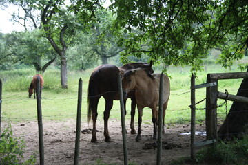 Horses on a pasture paddock