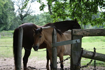 Horses on a paddock (close-up)