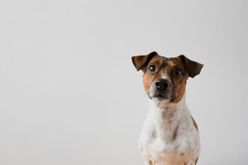 Jack russell terrier looking funny at camera with white background