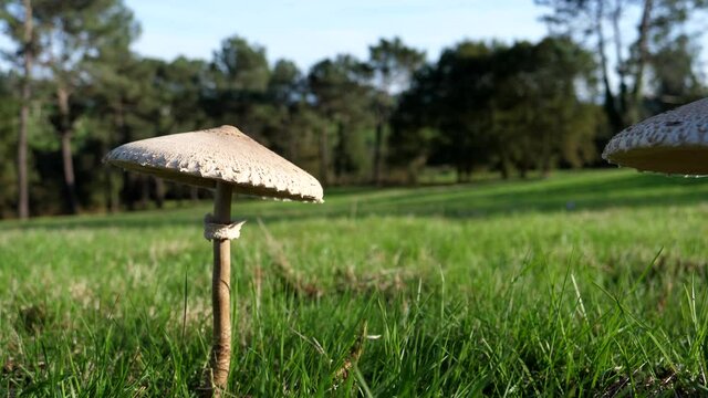 Huge and appetizing wild mushrooms in a green meadow offer an autumnal picture
