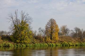 Large green tree on the river Bank with reflection and cloudy sky. Autumn landscape and copy space