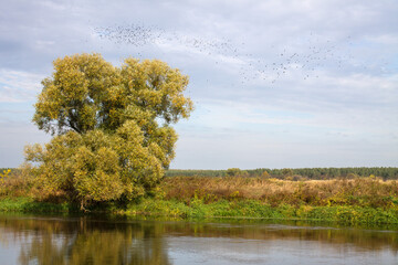 Large green tree on the river Bank with reflection and cloudy sky. Autumn landscape and copy space