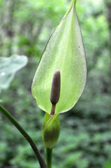 Arum besserianum blooms in the forest in spring.