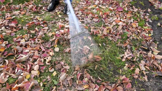 
.Autumn cleaning. Cleaning dry leaves with a fan rake in autumn, wide viewing angle, 4k
