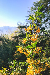 Fototapeta na wymiar Tree with little orange and yellow fruit in the mountains in a sunny day