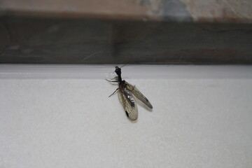 Scorpion fly flexing its fangs