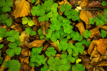 Green clover and dry autumn leaves. Forest background. Macro.