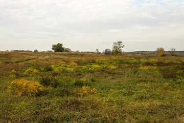 A wide field of tall withering grass and a cloudy sky and space to copy on a Sunny autumn day