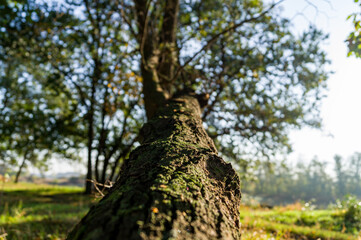 Inclined Tree trunk texture with very shallow depth of field. Tree trunk bottom upг over bark