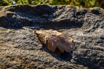 Obraz na płótnie Canvas Oak leaves with dew lie on a wild stone. Autumn morning close up