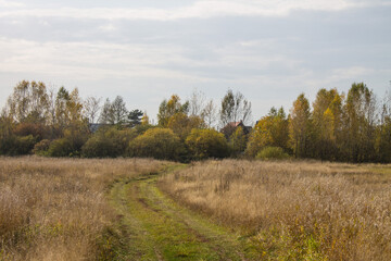 Fototapeta na wymiar Autumn landscape - road among yellowed trees and overcast sky and space for copying