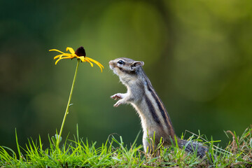Siberian chipmunk (Eutamias sibiricus) searching for food and eating flowers  in the forest in Noord Brabant in the Netherlands