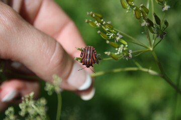 Striped bug in the grass