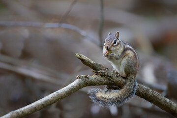 Siberian chipmunk (Eutamias sibiricus) eating blackberries in the forest in Noord Brabant in the Netherlands