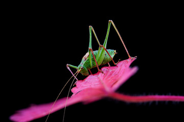 green grasshopper on a red leaf