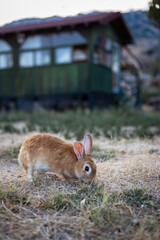 Ginger rabbit near the old house in the mountains
