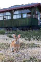Ginger rabbit near the old house in the mountains