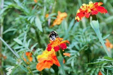 Tagetes patula flower blooming in the garden with a bee collecting pollen.