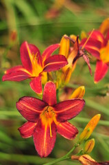 red and yellow flowers