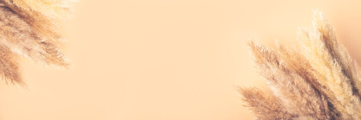 Dried Pampas Grass