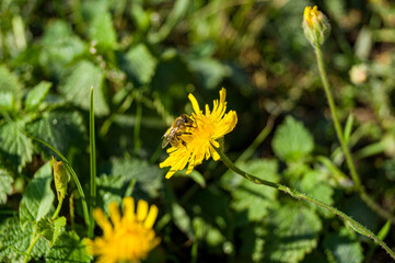 Bee collects pollen or nectar on a yellow flower