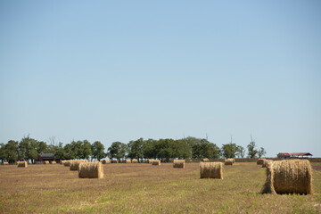 rollos de alfalfa para alimentar los animales