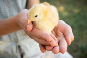 A child Holding brown chick