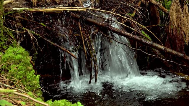 Mosse Bilder Durchsuchen 11,888 Archivfotos, und