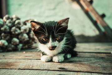 black kitten sits on a gray table among a harvest of fresh garlic 1