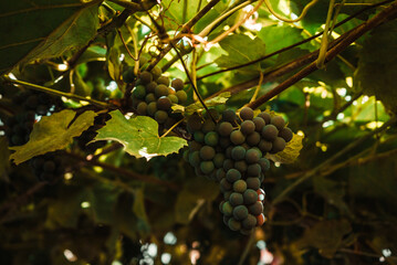 ripens fresh grape harvest for wine in the vineyard