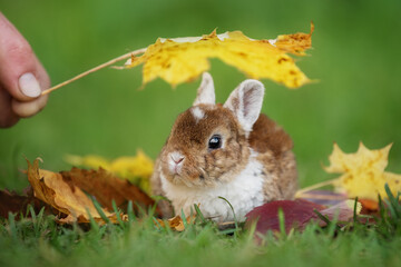 Little rabbit sitting under a leaf in autumn