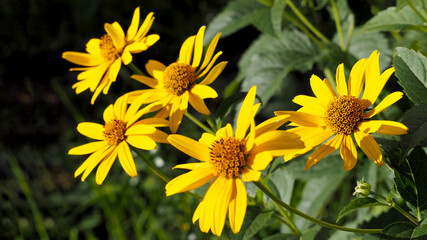 five flowers of yellow Echinacea with green leaves on a summer day . medicinal herbs used in medicine