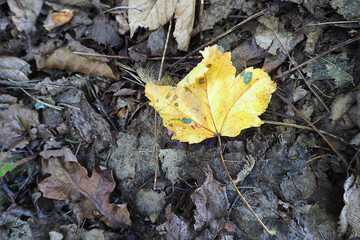 close yellow fallen maple leaf lying on the gray Ground top view . autumn colors