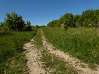 Fototapeta na wymiar Dirt road in a green meadow at the edge of woodlet under blue sky, Gdansk, Poland