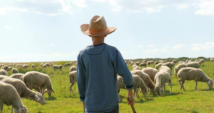 Rear on Caucasian small teen boy in hat walking outdoor in field and looking after animals. Back view on little kid teenager working as shepherd and watching sheep flock grazing. Livestock at pasture.
