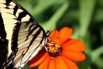 Butterfly on Orange Flower