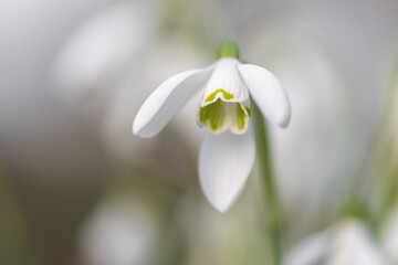 Close up of a snowdrop (galanthus nivalis flower in bloom