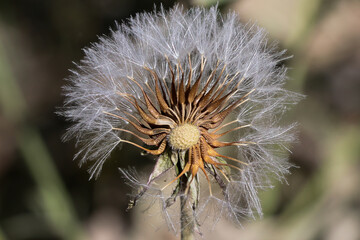 Diente de león, hierba en río del sur de España