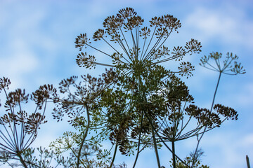 Dill umbrellas on a blue background in the garden