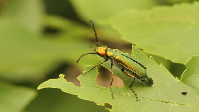 beetle spanish fly sits on the leaves of a lilac bush. summer warm day