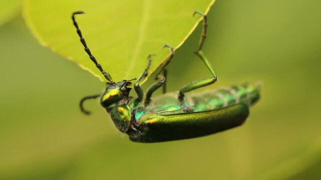 beetle spanish fly sits on the leaves of a lilac bush. summer warm day