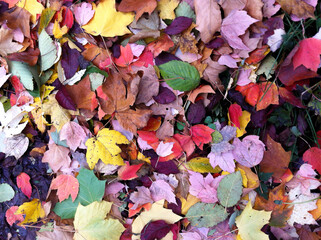 autumn leaves background