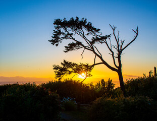 Naklejka na ściany i meble Tree Silhouette Over Ocean Sunset Oregon