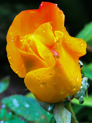 yellow rose with water drops