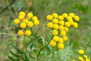 Yellow herb. Tansy flower also known as Common tansy, bitter buttons, cow bitter, or golden buttons