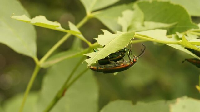 beetle spanish fly sits on the leaves of a lilac bush. summer warm day